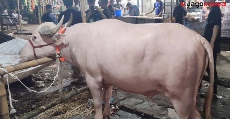 ‘ডোনাল্ড ট্রাম্প’ মহিষটি কি আসলেই বিরল প্রজাতির?