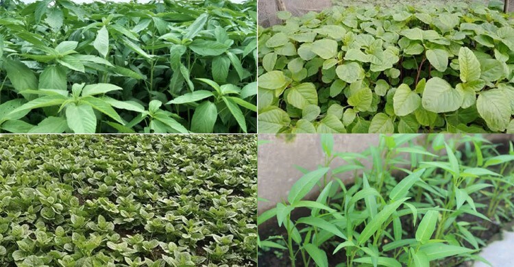 বর্ষাকালে যেসব শাক চাষ করবেন