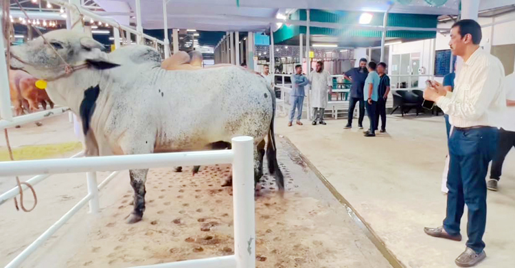 কোরবানির জন্য তিনটি গরু কিনলেন শামীম ওসমান