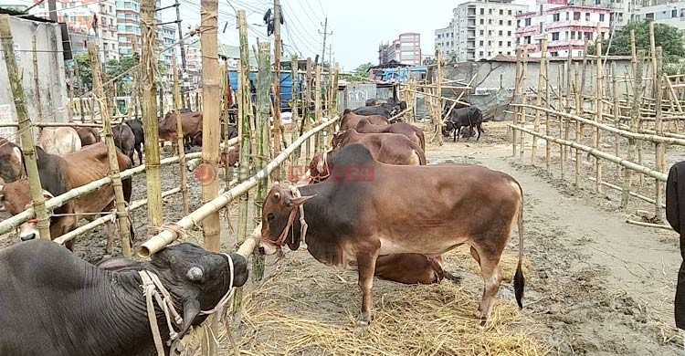 লোকসান দিয়েও বিক্রি হয়নি অনেক গরু, বাড়ি নিয়ে যাচ্ছেন ব্যাপারীরা