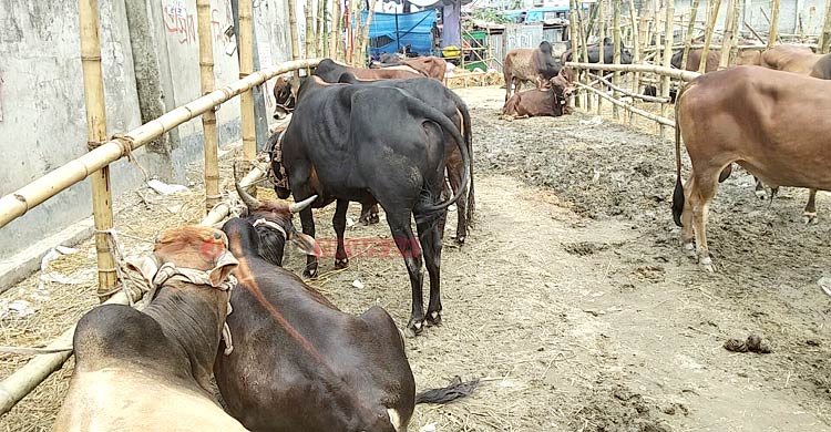লোকসান দিয়েও বিক্রি হয়নি অনেক গরু, বাড়ি নিয়ে যাচ্ছেন ব্যাপারীরা