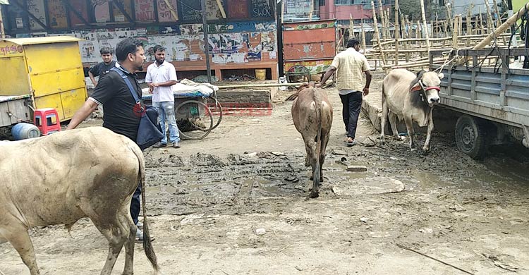 লোকসান দিয়েও বিক্রি হয়নি অনেক গরু, বাড়ি নিয়ে যাচ্ছেন ব্যাপারীরা