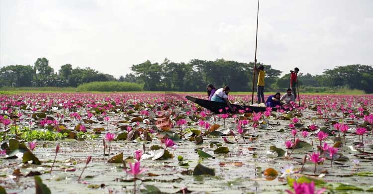 শাপলার সৌন্দর্যে ভরপুর গোপালগঞ্জের বিল