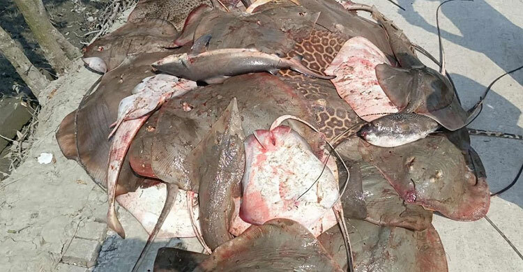 সুন্দরবনে ১০ মণ শাপলাপাতা মাছসহ ২২ জেলে আটক