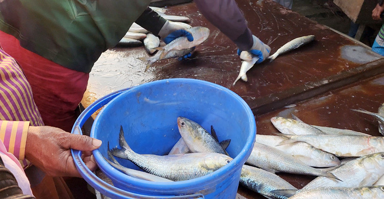 ভরা মৌসুমেও পদ্মা-মেঘনায় ইলিশের আকাল