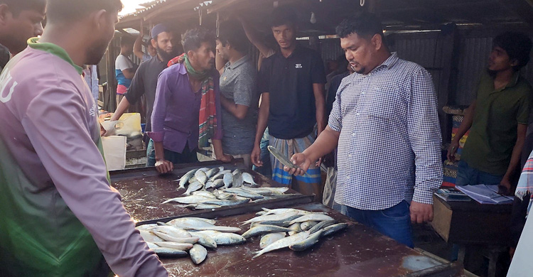 ভরা মৌসুমেও পদ্মা-মেঘনায় ইলিশের আকাল