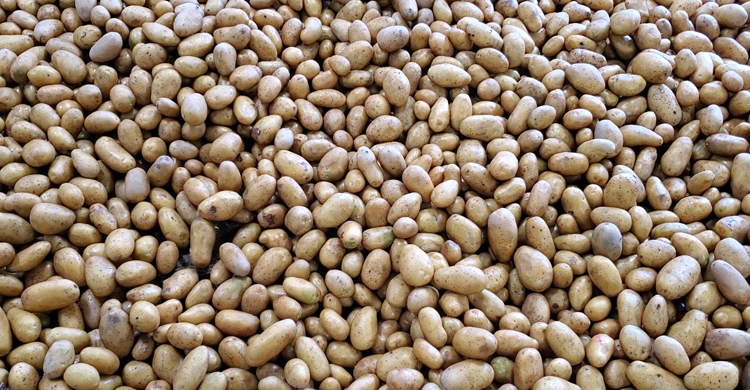 বেঁধে দেওয়া দামে আলু বিক্রি করছেন না ব্যবসায়ীরা