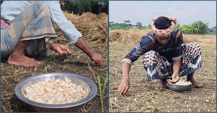শরীয়তপুরে জনপ্রিয় হচ্ছে বিনা চাষ পদ্ধতির রসুন আবাদ