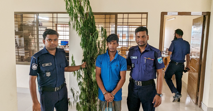 গাঁজা গাছ লাগালেন বড় ভাই, কারাগারে গেলেন ছোট ভাই