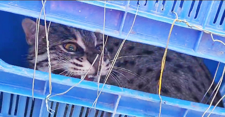 শরীয়তপুরে সড়কে পড়ে ছিল আহত মেছোবাঘ