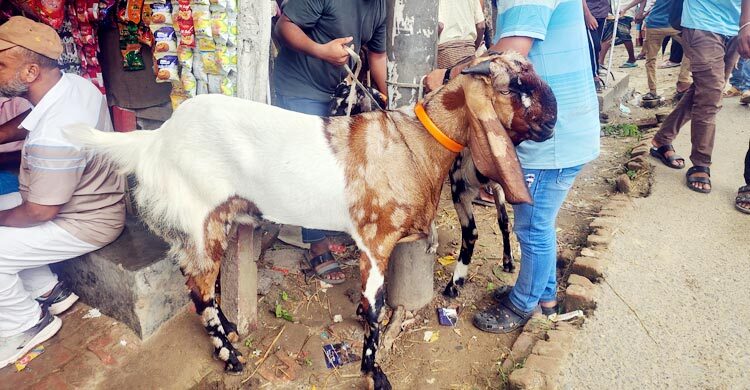 সোয়া লাখে বিক্রি হবে দেড় মণের ‘সঞ্চয়’