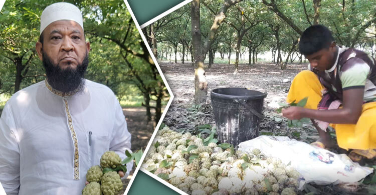 ঈশ্বরদীতে শরিফা ফল চাষ করে সফল বাদশা