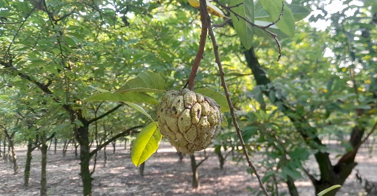 ঈশ্বরদীতে শরিফা ফল চাষ করে সফল বাদশা