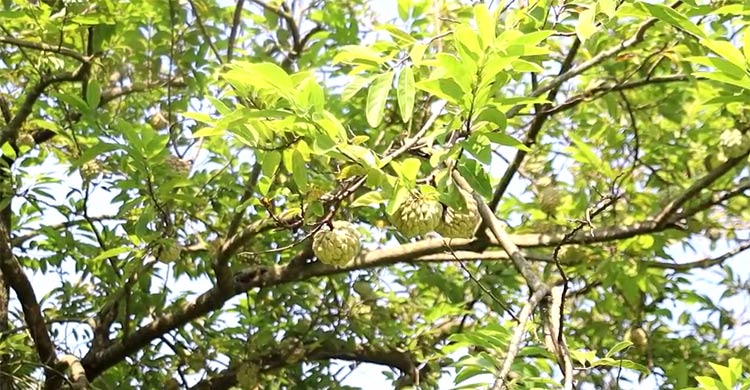 ঈশ্বরদীতে শরিফা ফল চাষ করে সফল বাদশা