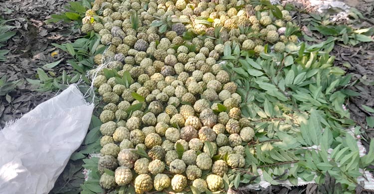 ঈশ্বরদীতে শরিফা ফল চাষ করে সফল বাদশা