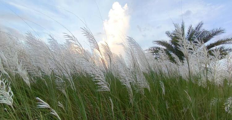 শরতের ছড়া ও কবিতা