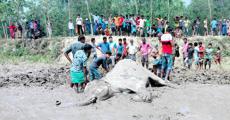 ধানক্ষেতে বৈদ্যুতিক শকে মরলো বন্যহাতি