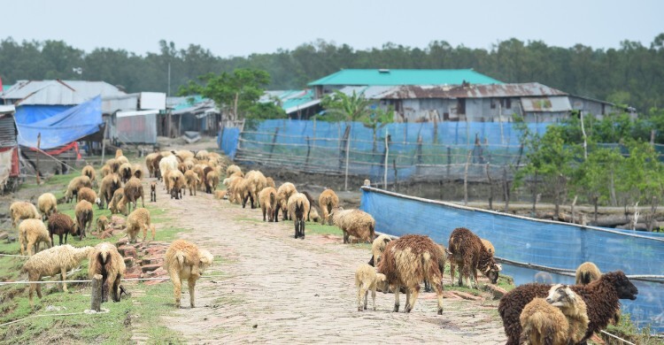 কোরবানির হাটে ভেড়ার নীরবতা: ধর্মীয় অনুমোদন থাকলেও চাহিদা কম