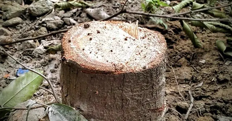 প্রাণিসম্পদ সপ্তাহ পালনের প্যান্ডেল করতে কাটা পড়লো ২১ গাছ