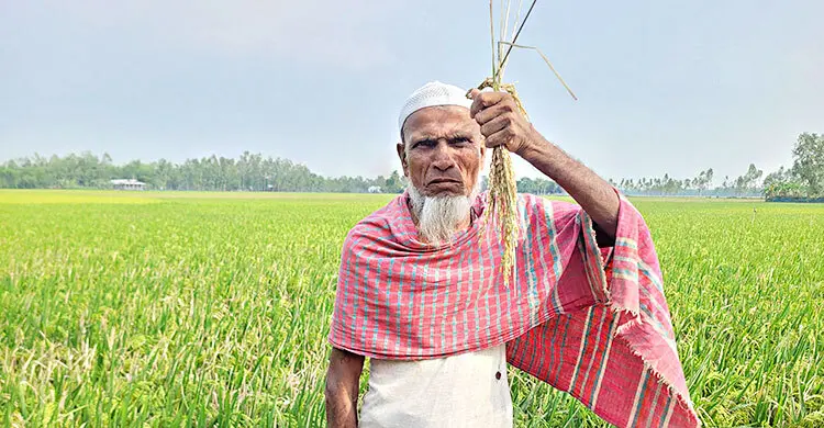 ‘বাপুরে, ১০০ মণ ধান পেতাম এখন এক মণও পামু না’