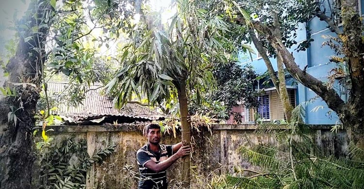 প্রাণিসম্পদ সপ্তাহ পালনের প্যান্ডেল করতে কাটা পড়লো ২১ গাছ