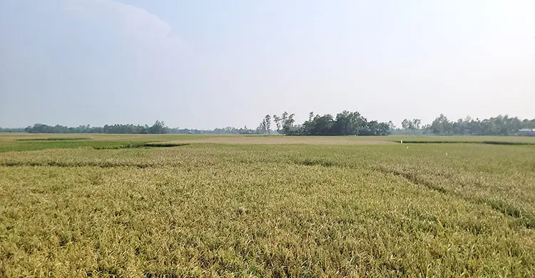 ‘বাপুরে, ১০০ মণ ধান পেতাম এখন এক মণও পামু না’