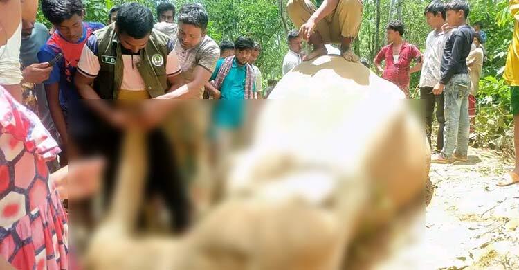 বনের পাশে পড়ে ছিল হাতির মরদেহ