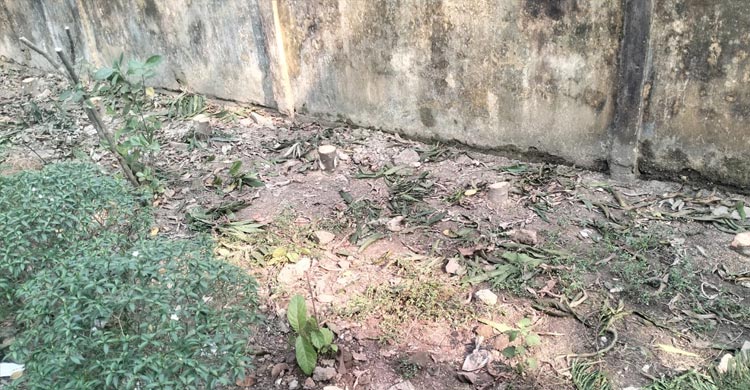 প্রাণিসম্পদ সপ্তাহ পালনের প্যান্ডেল করতে কাটা পড়লো ২১ গাছ