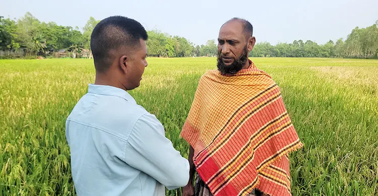 ‘বাপুরে, ১০০ মণ ধান পেতাম এখন এক মণও পামু না’