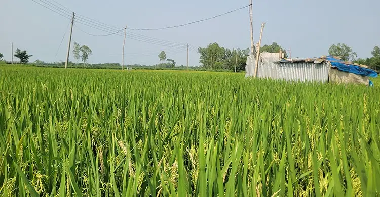 বোরো ক্ষেতে মাজরা পোকার হানা, কীটনাশক ব্যবহারেও মিলছে না সুফল