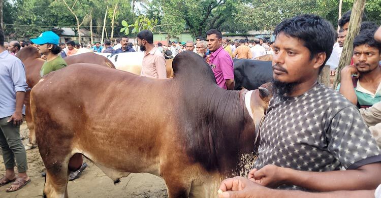 হাটে ভারতীয় গরু প্রবেশের শঙ্কায় খামারিরা