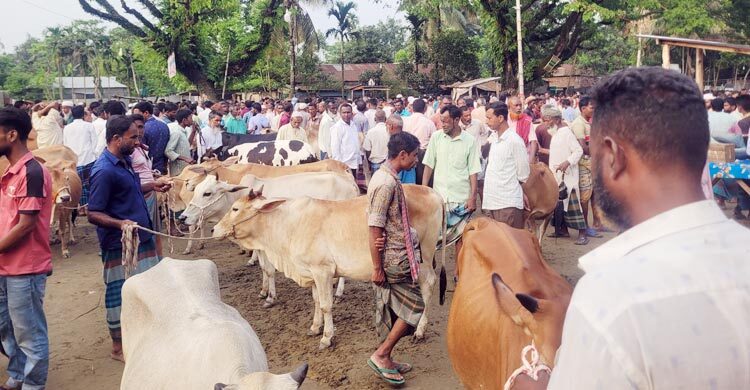 শেরপুরের হাটে চাহিদা বেশি মাঝারি গরুর