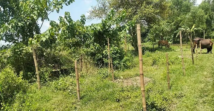 ‘মাদরাসা’ আছে কাগজে, মাঠে গরু