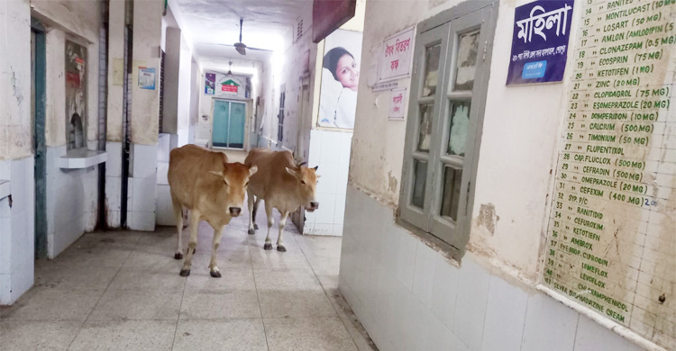 বিনামূল্যে চিকিৎসা নিতে এতে হয়রানির সাগরে পড়েন রোগীরা