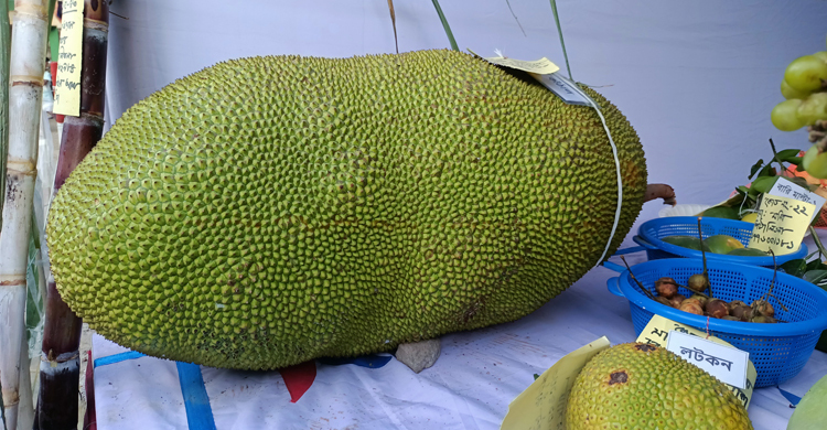 ৬০ কেজির কাঁঠাল দেখতে হাজারো মানুষের ভিড়