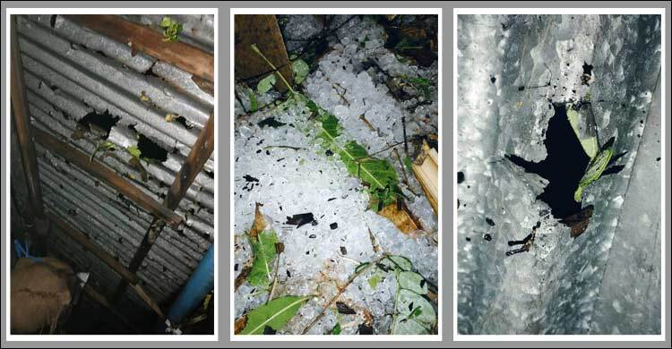 রামপালে ঝড় শিলাবৃষ্টিতে ফসলের ব্যাপক ক্ষতি