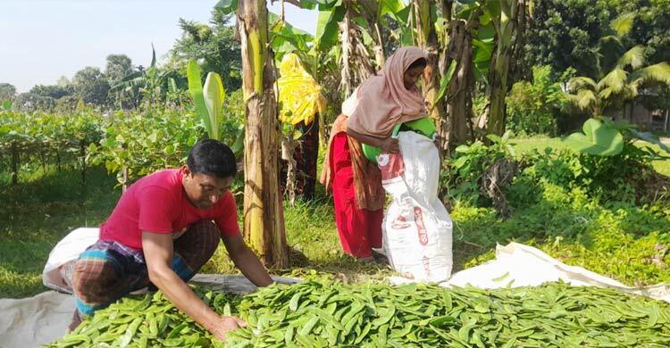 সপ্তাহের ব্যবধানে ৭০ টাকা পর্যন্ত বেড়েছে শিমের দাম