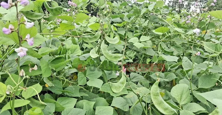 কম খরচে আগাম শিম চাষ, এক কৃষকেরই ২ লাখ টাকা বিক্রির আশা