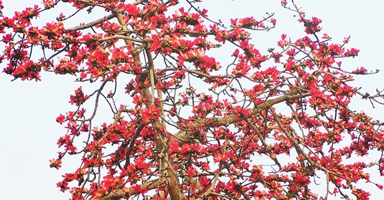 প্রকৃতি আজ দক্ষিণা দুয়ার খুলে দিয়েছে, আর সে দুয়ারে বইছে ফাগুনের হাওয়া। বসন্তের আগমনে কোকিল গাইছে গান