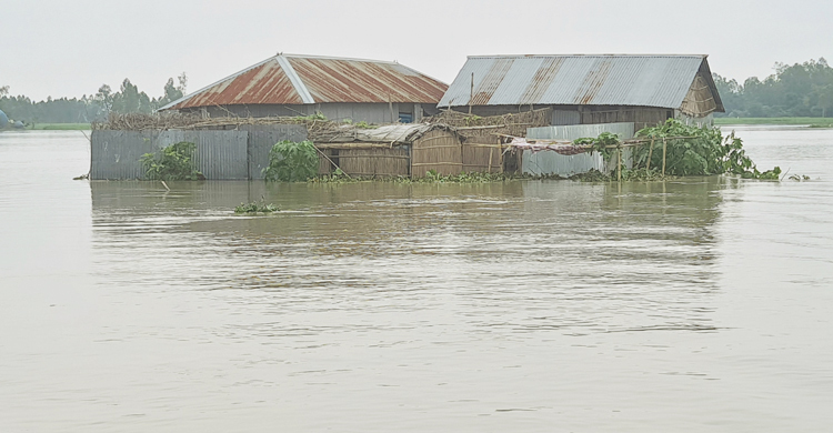 যমুনার পানিতে ডুবলো ২০৩ হেক্টর ফসলি জমি