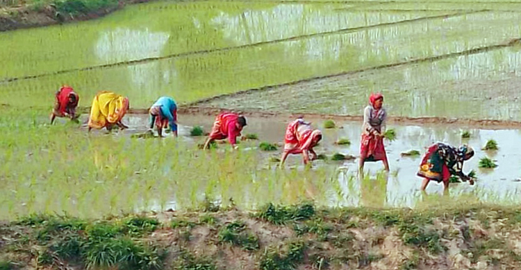বোরো চাষে বাড়তি খরচ নিয়ে দুশ্চিন্তায় কৃষক