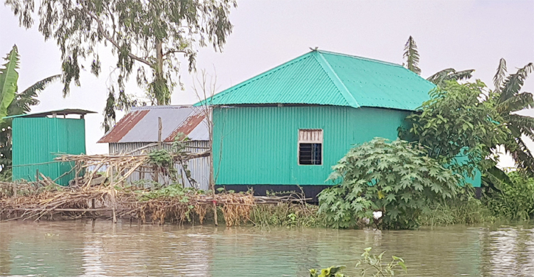 যমুনার পানিতে ডুবলো ২০৩ হেক্টর ফসলি জমি