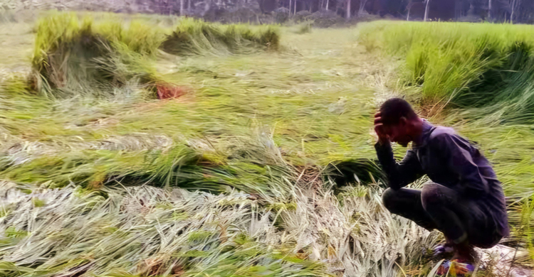 সিরাজগঞ্জে রোপা আমনসহ ৪০৭ হেক্টর ফসলের ক্ষয়ক্ষতি