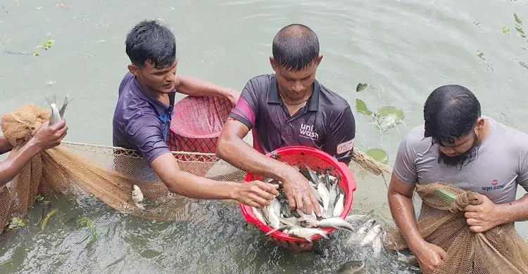 সৌরশক্তিনির্ভর আধুনিক প্রযুক্তি ব্যবহারে মাছের উৎপাদন বাড়ছে