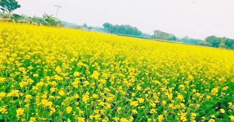 সরিষা ফুলের সৌন্দর্যে মুগ্ধ প্রকৃতিপ্রেমীরা