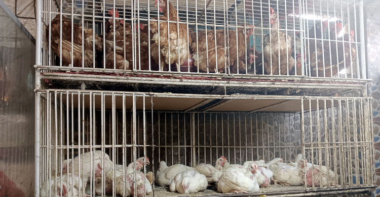 সিলেটে কমেছে মুরগির দাম, সবজি চড়া