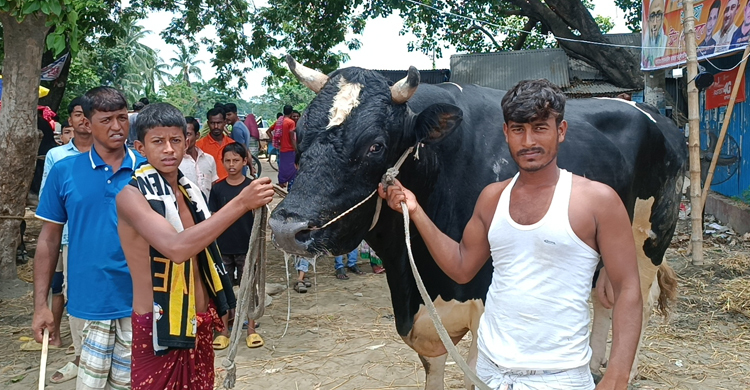 হাটের আকর্ষণ রাজা-বাদশা, দাম হাঁকছে ৫০ লাখ