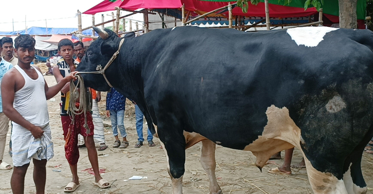 হাটের আকর্ষণ রাজা-বাদশা, দাম হাঁকছে ৫০ লাখ