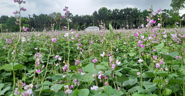 বৃষ্টি-গরমে আগাম শিমের ফলন বিপর্যয়, লোকসানের শঙ্কা