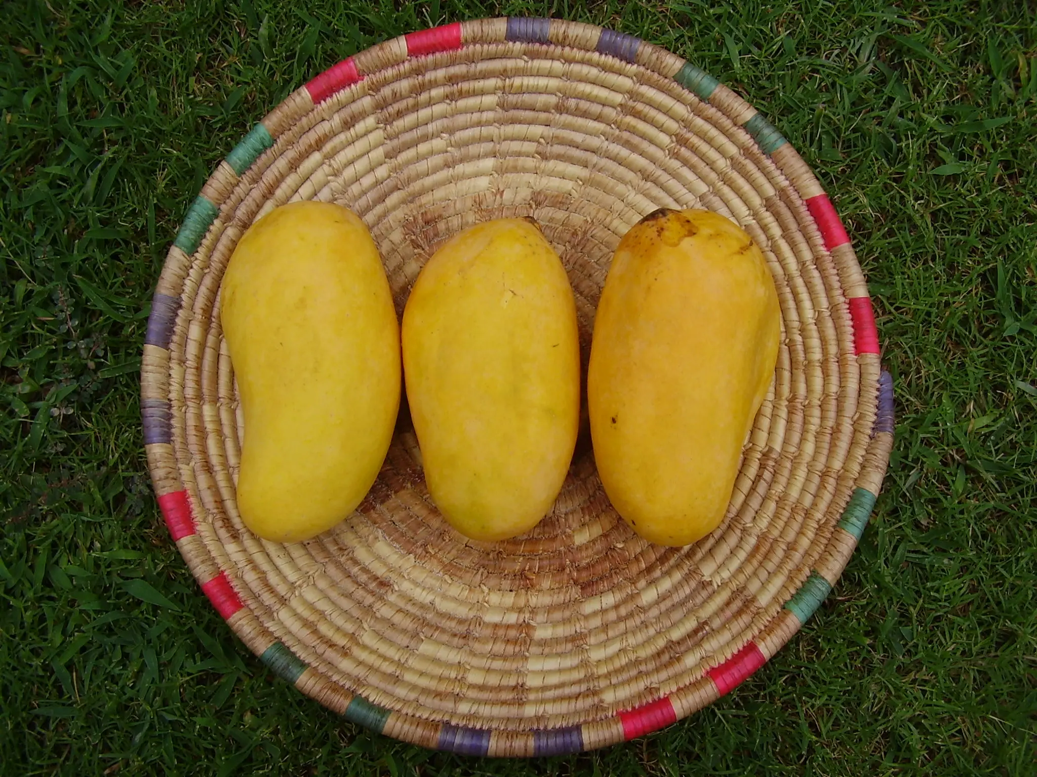 mango